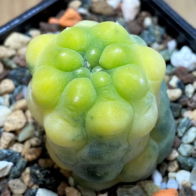 SH27999 Anhalonium frichii f. variegata