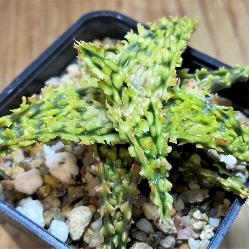 SH28000 Aloe TCT hybrid