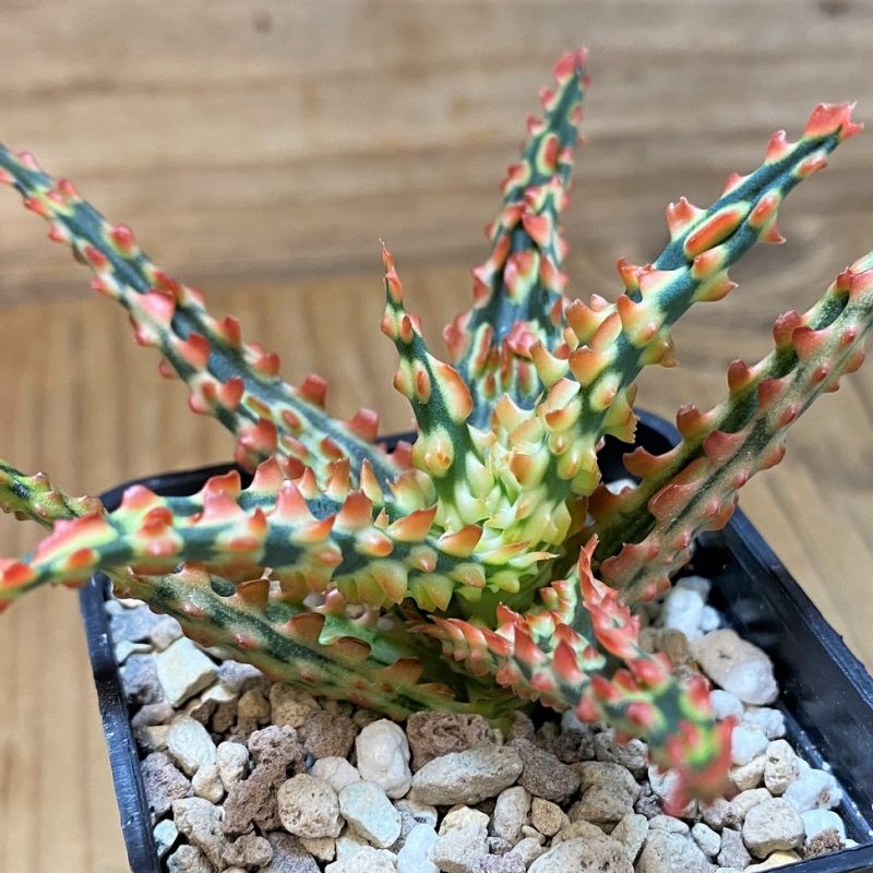 SH28001 Aloe TCT hybrid