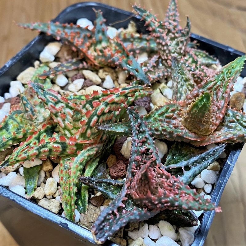 SH28003 Aloe TCT hybrid mix