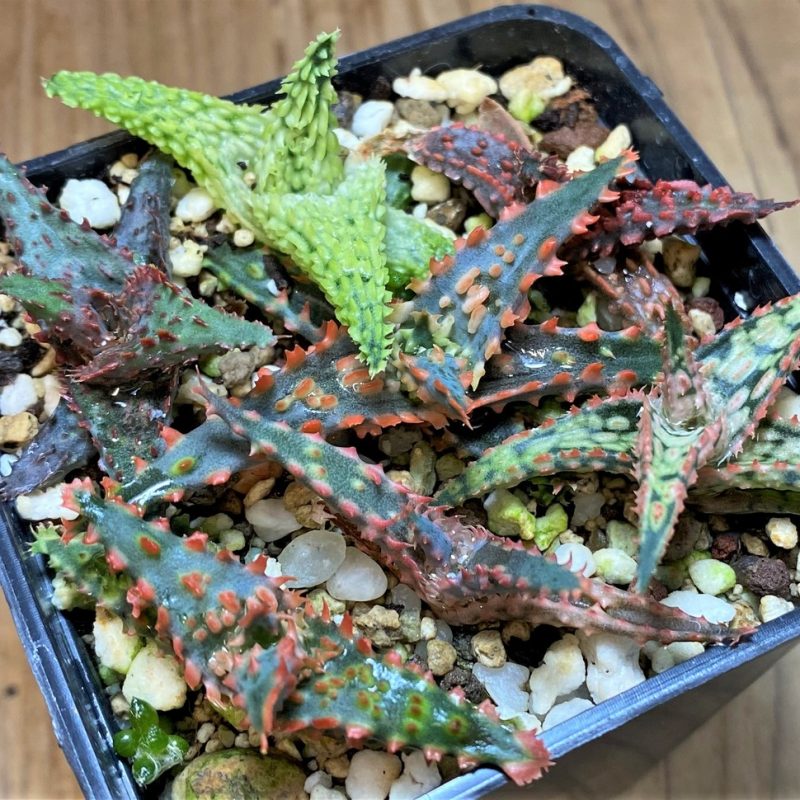 SH28004 Aloe TCT hybrid mix