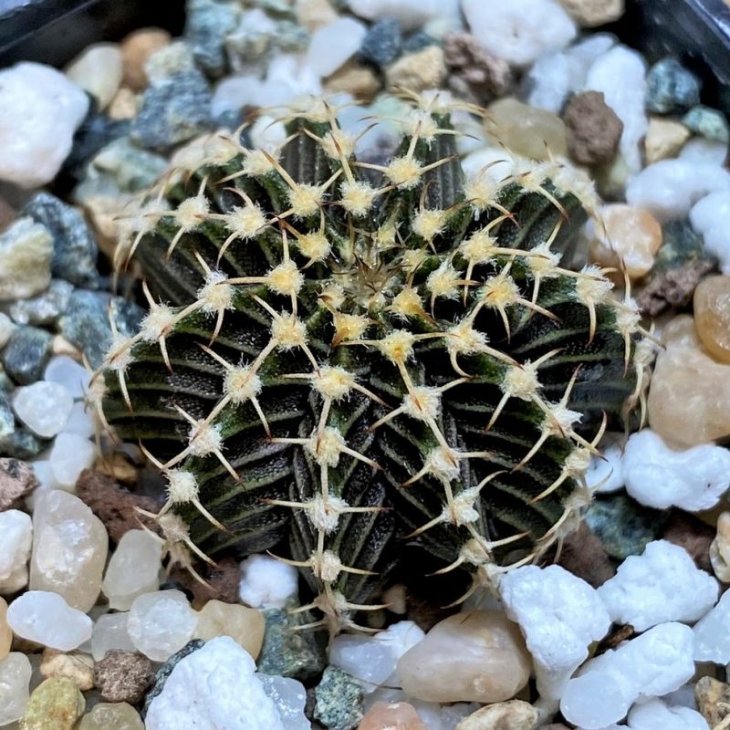 SH27990 Gymnocalycium friedrichii 9R001