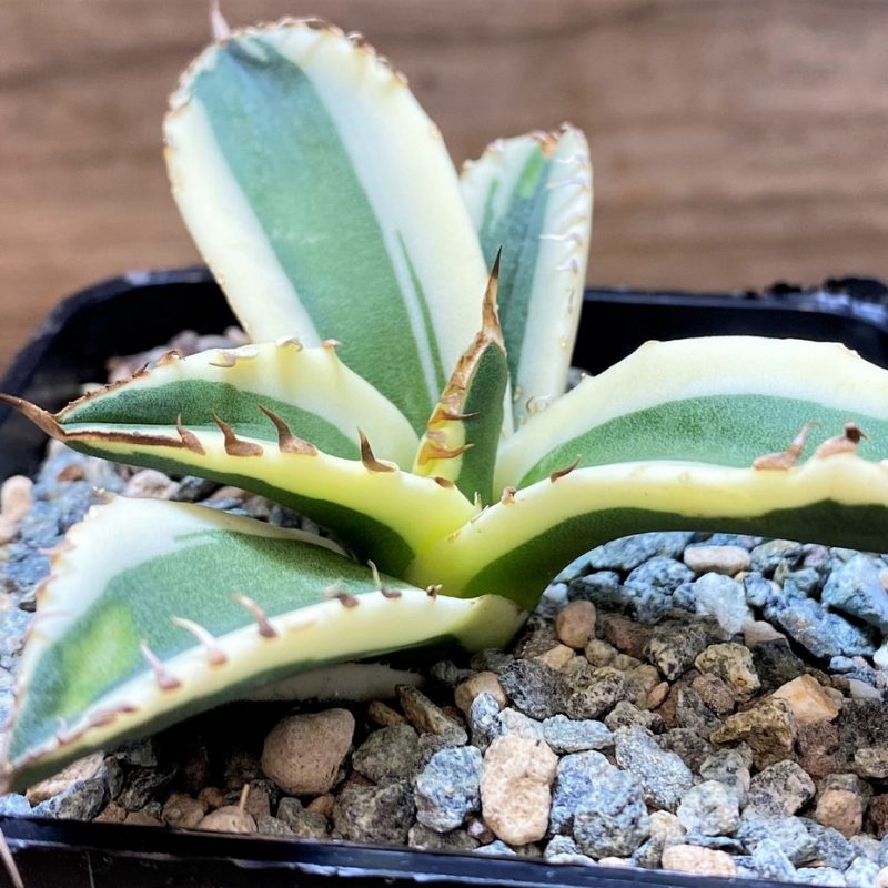 SH28005 Agave titanota 'Snaggle Tooth' f. variegata