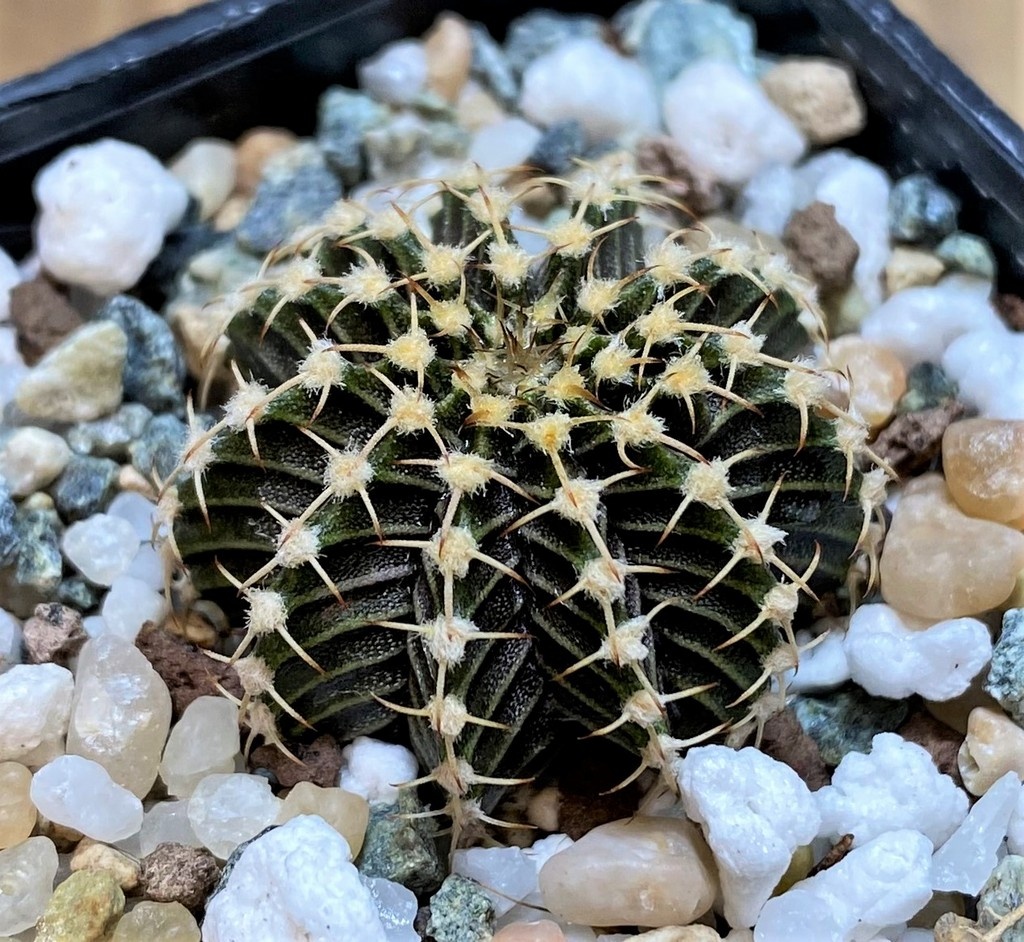 SH27990 Gymnocalycium friedrichii 9R001 - Imagen 2