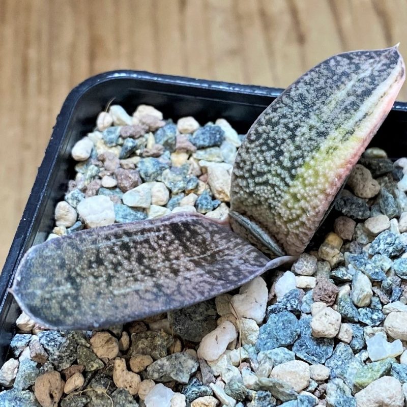 SH28008 Gasteria batesiana hybrid f. variegata, seedling