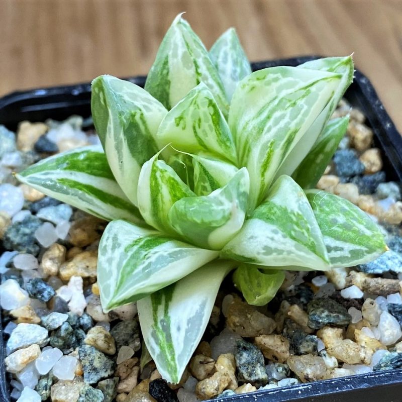 SH28009 Haworthia cuspidata f. variegata