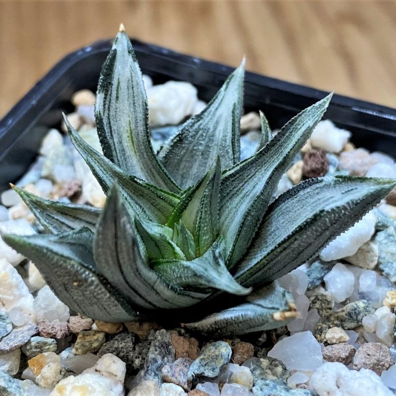 SH28010 Haworthia tortuosa f. variegata