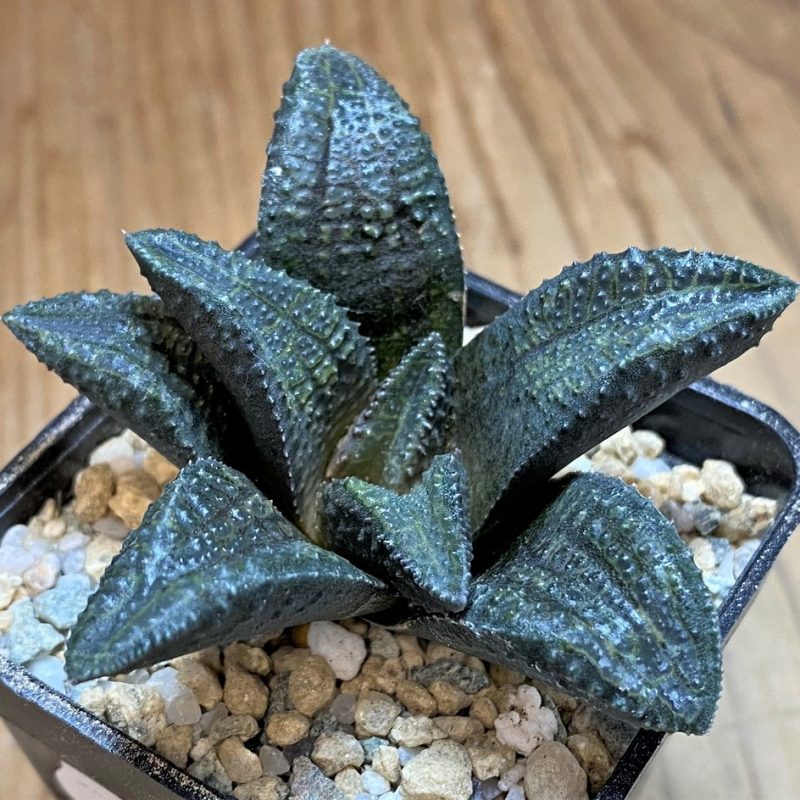 SH28013 Haworthia koelmaniorum x mcmurtryi