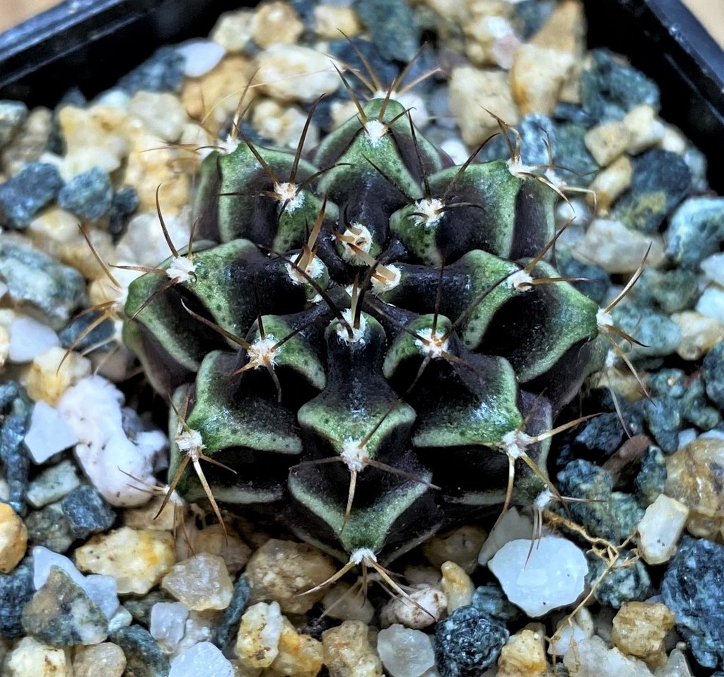 SH27991 Gymnocalycium mihanovichii ‘Black Widow’ hybrid - Imagen 2