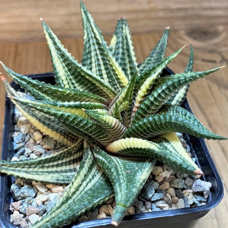 SH28016 Haworthia limifolia f. variegata