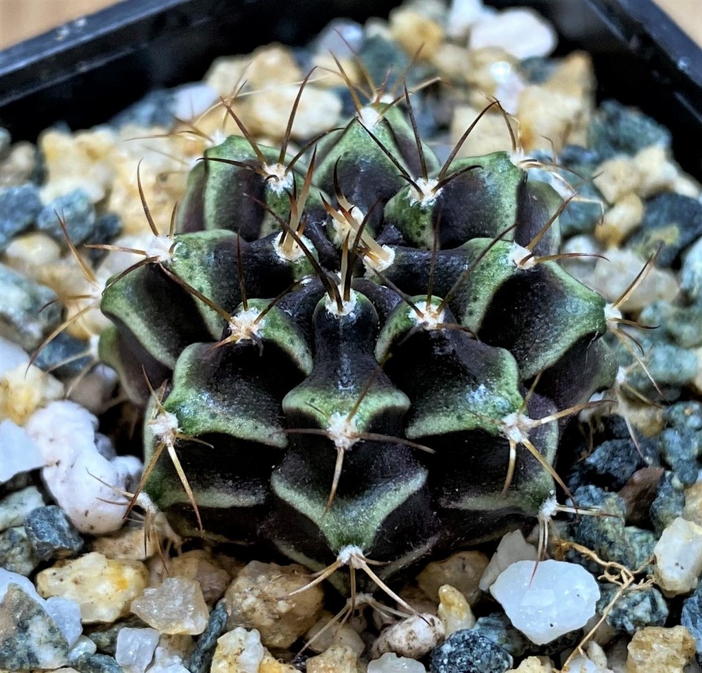 SH27991 Gymnocalycium mihanovichii ‘Black Widow’ hybrid