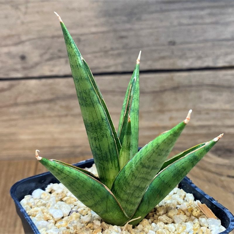 SH28018 Sansevieria ‘Rockman’