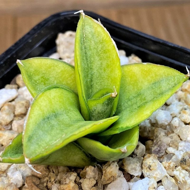 SH28019 Sansevieria ‘Pagoda’ hybrid f. variegata