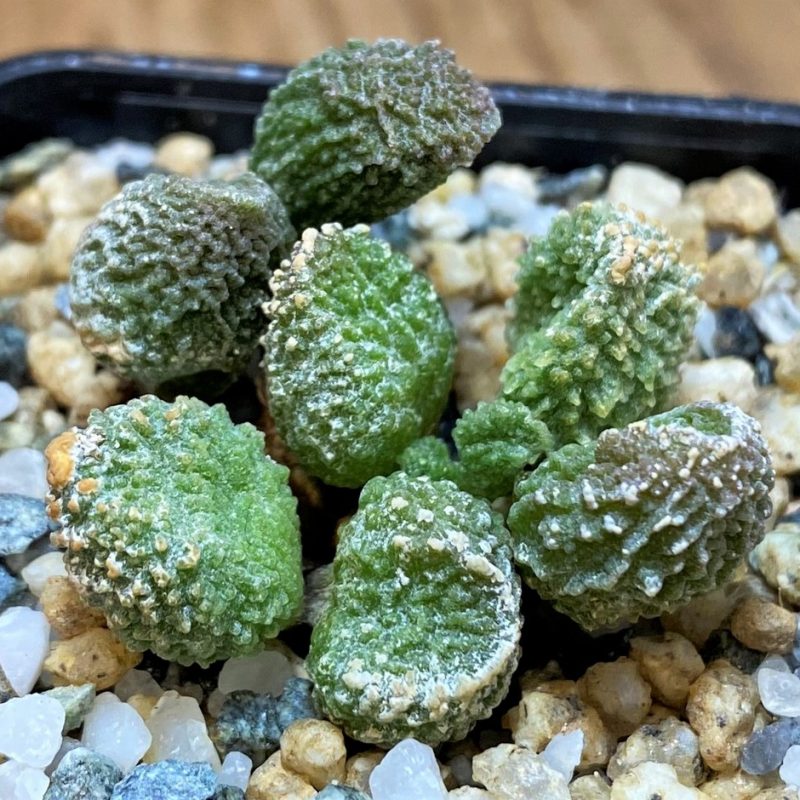 SH28020 Adromischus marianiae f. herrei