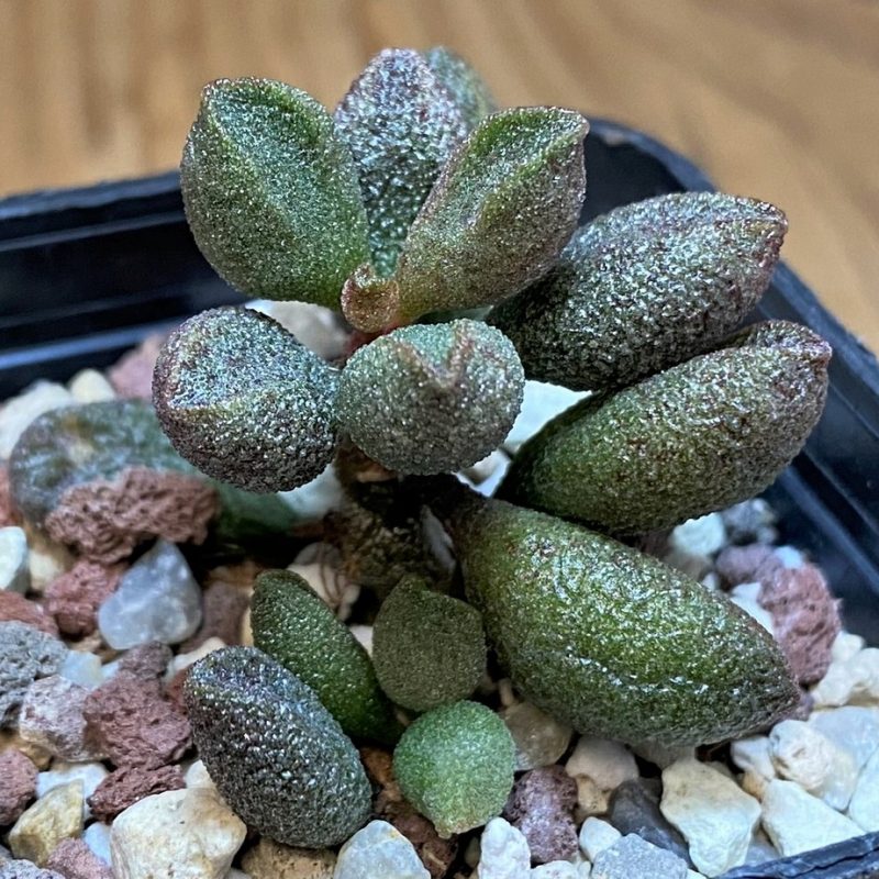 SH28021 Adromischus marianiae