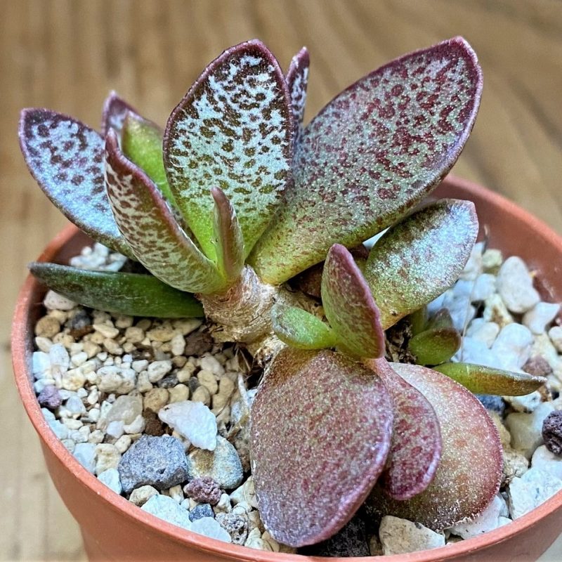 SH28158 Adromischus trigynus