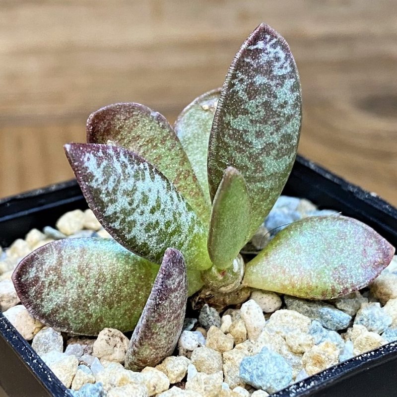 SH28159 Adromischus trigynus