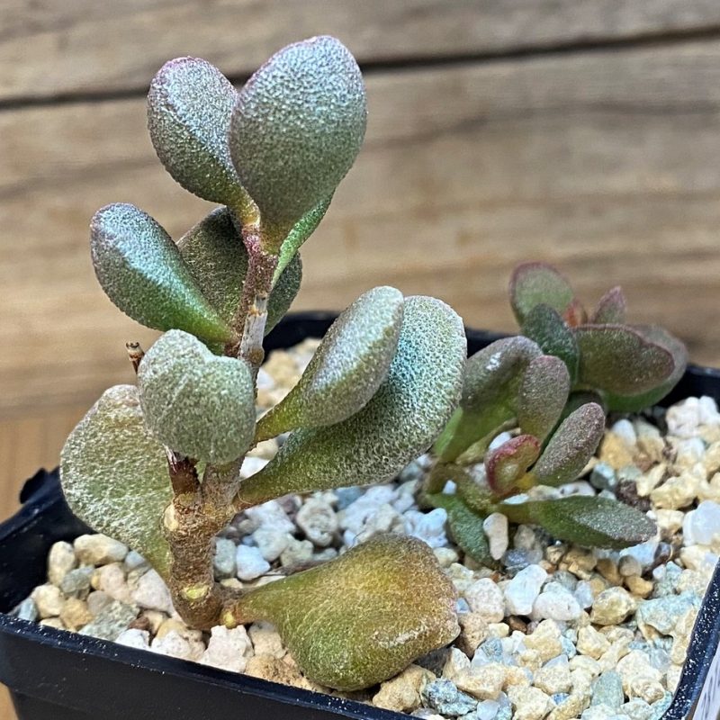 SH28163 Adromischus marianiae 'Little Spheroid'
