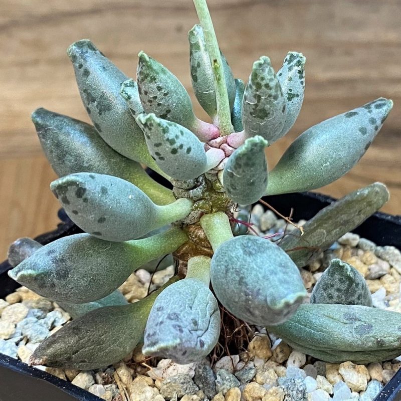 SH28164 Adromischus festivus