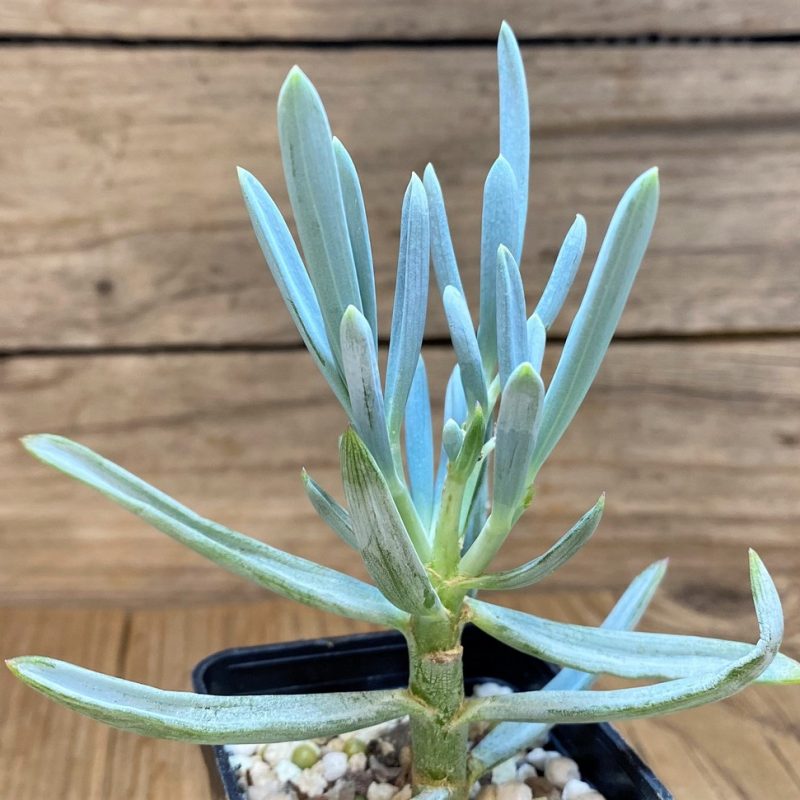 SH28129 Senecio serpens ‘Dwarf Blue Chalk Sticks’