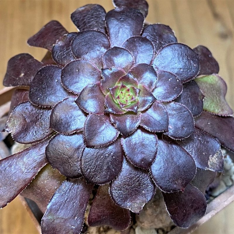 SH28167 Aeonium 'Short Black'