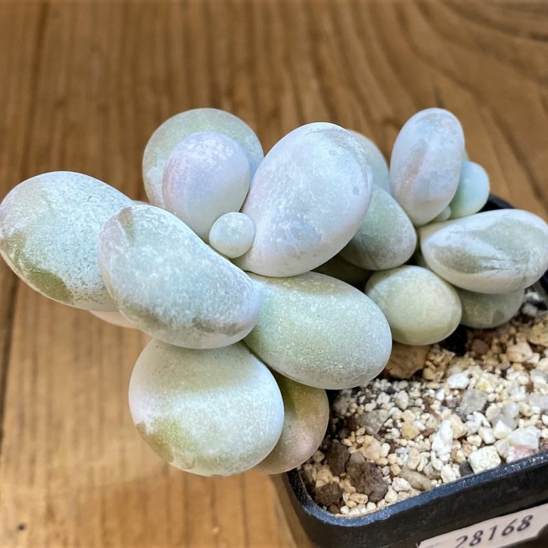 SH28168 Pachyphytum oviferum ‘Egg Beauty’