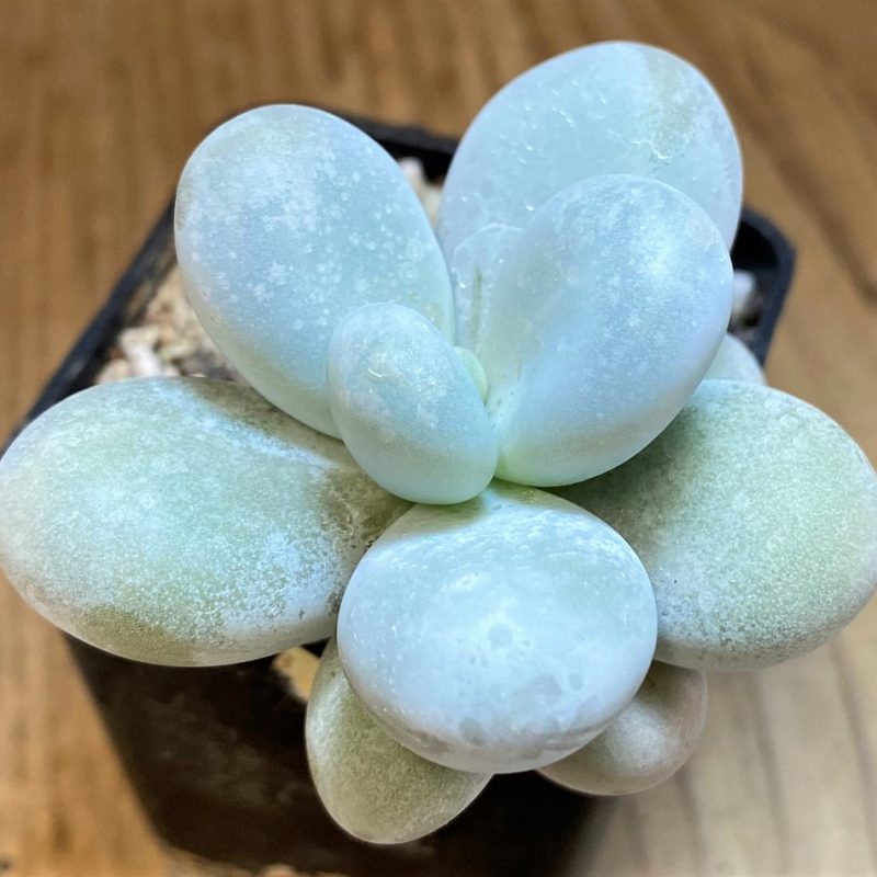 SH28169 Pachyphytum oviferum ‘Egg Beauty’