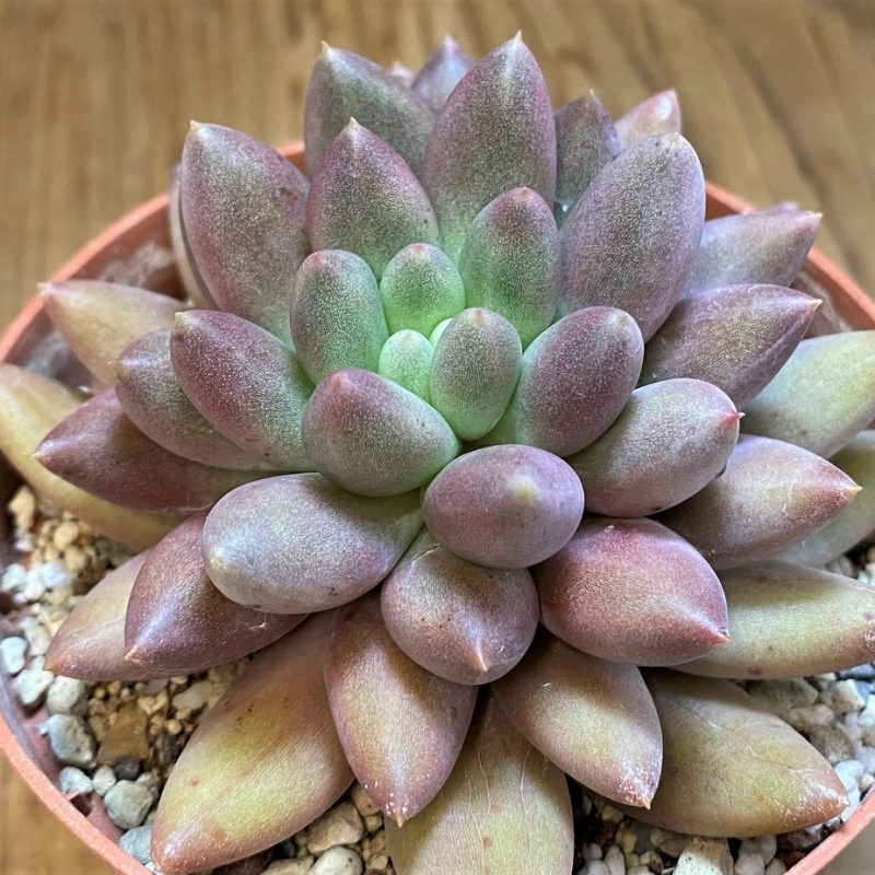 SH28172 Pachyphytum ‘Solomon’
