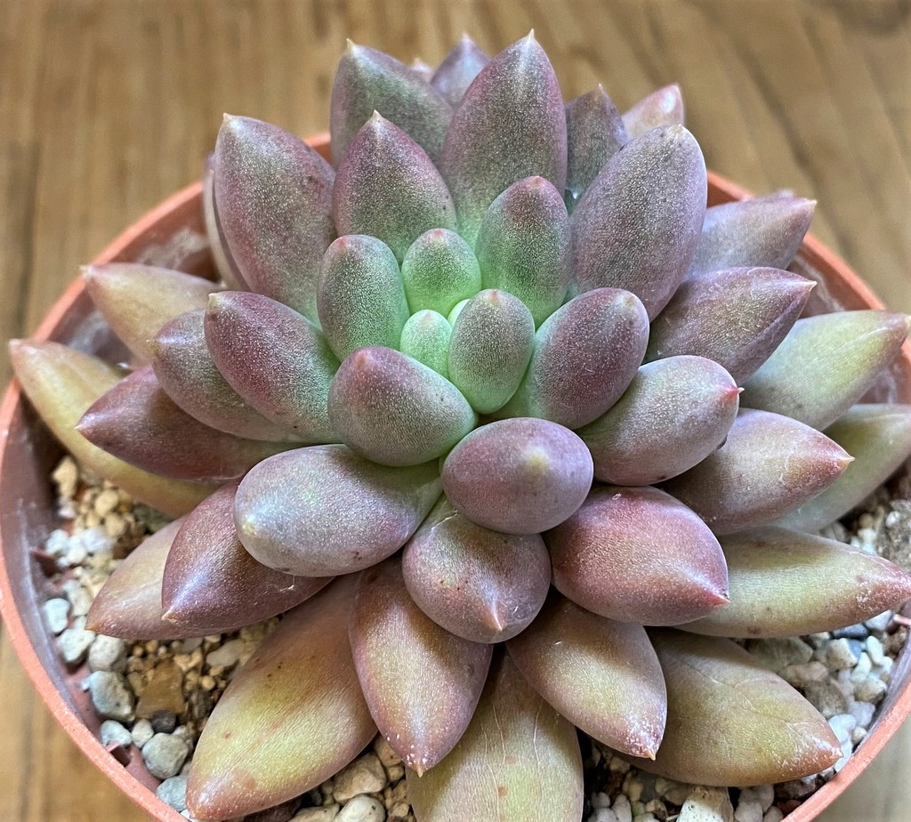 SH28172 Pachyphytum ‘Solomon’