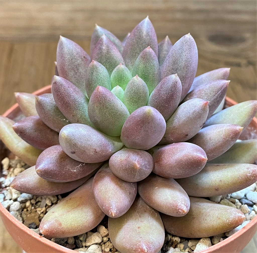 SH28172 Pachyphytum ‘Solomon’ - Image 2