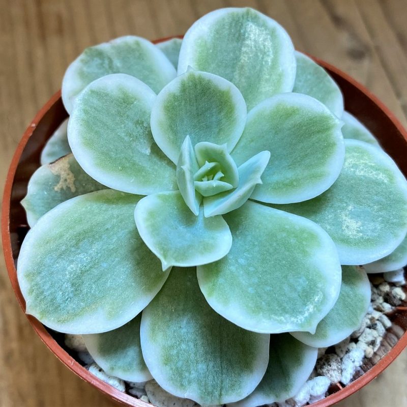 SH28174 Echeveria ‘Lemon Lime’
