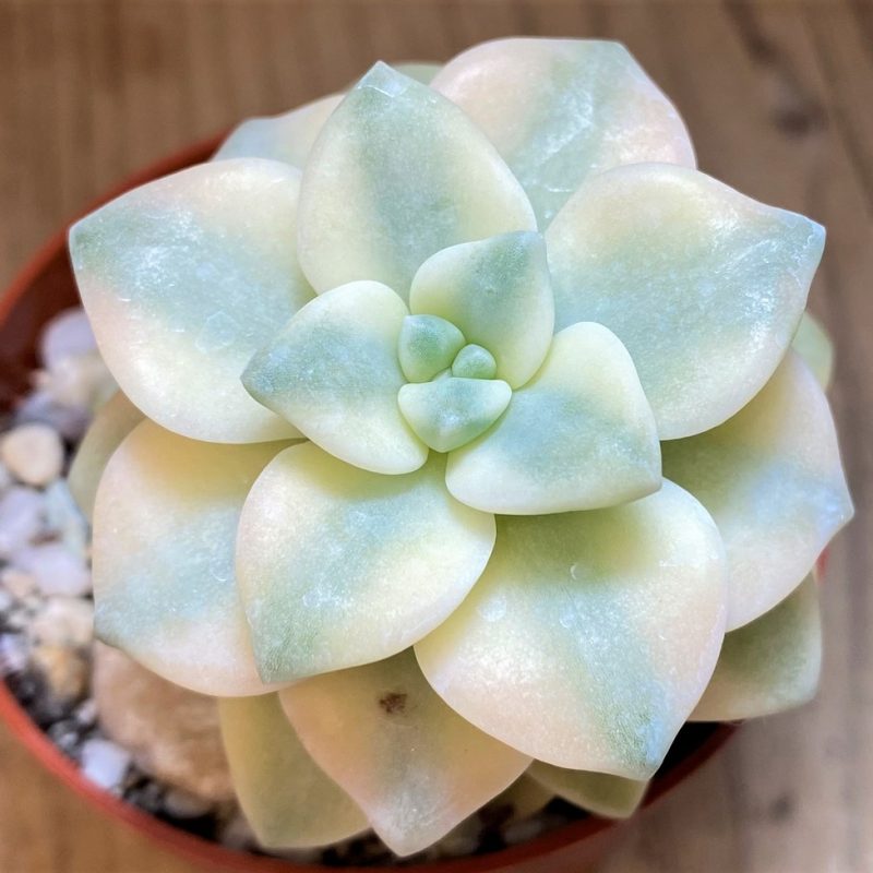 SH28175 Graptopetalum 'Apricot' f. variegata