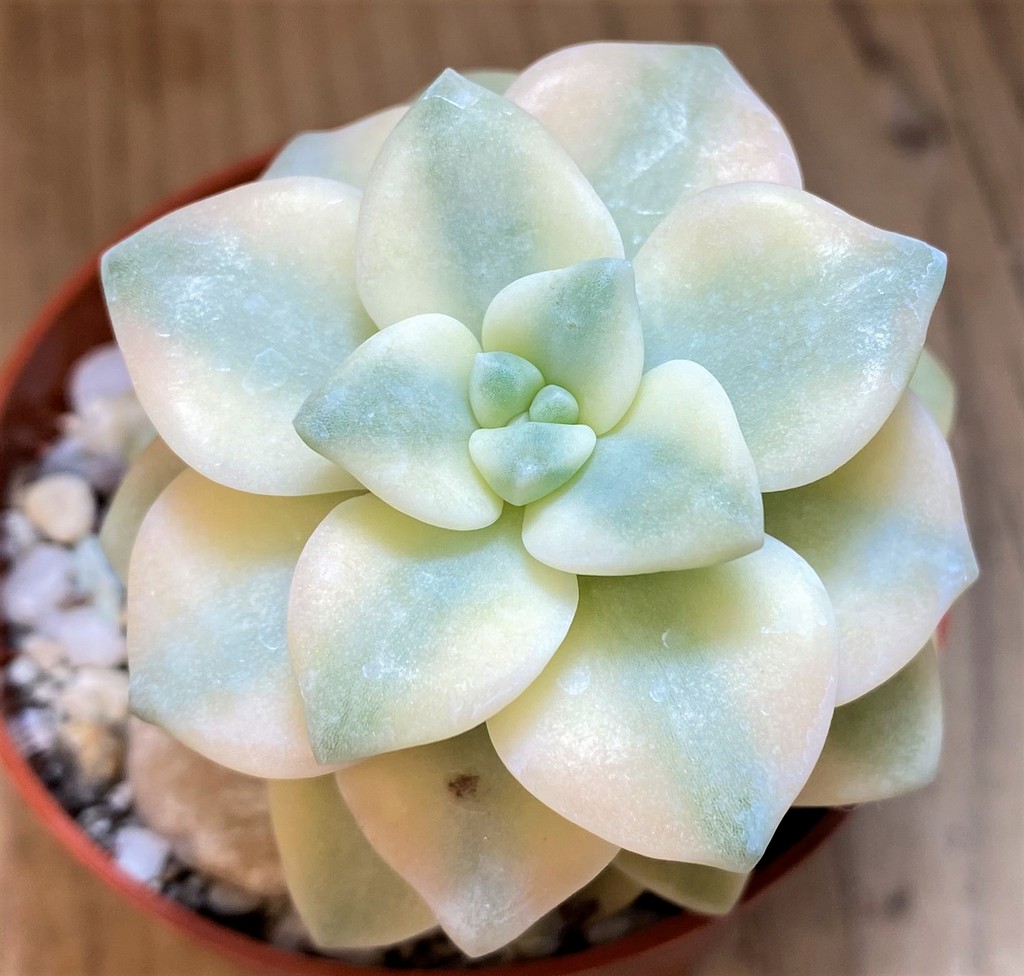 SH28175 Graptopetalum 'Apricot' f. variegata