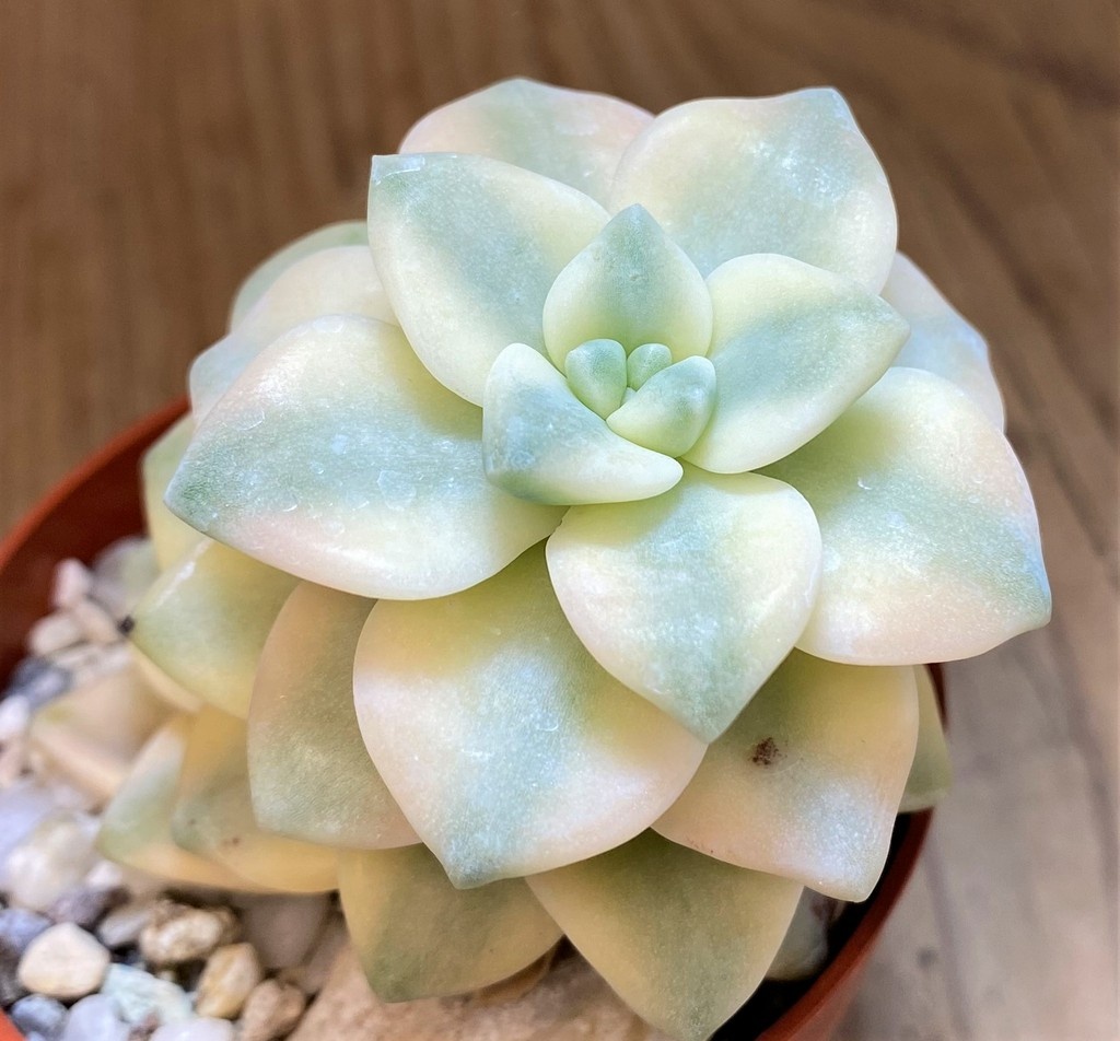 SH28175 Graptopetalum 'Apricot' f. variegata - Image 2