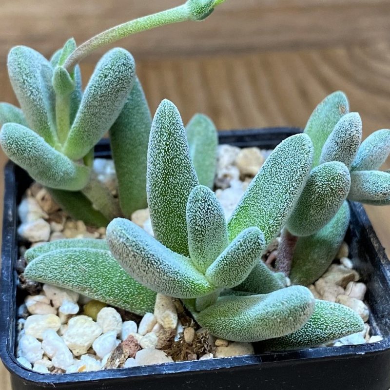 SH28130 Crassula namaquensis