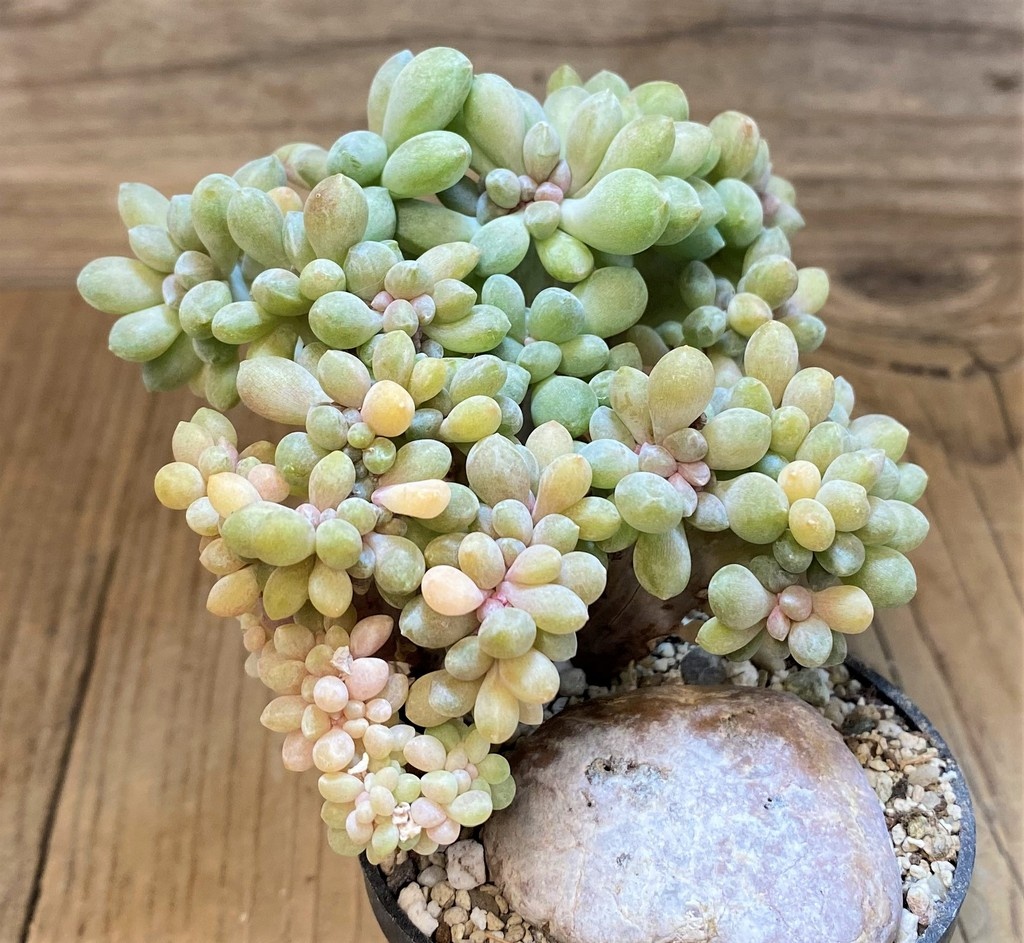 SH28176 Pachyveria ‘Clavifolia’ f. cristata - Image 2