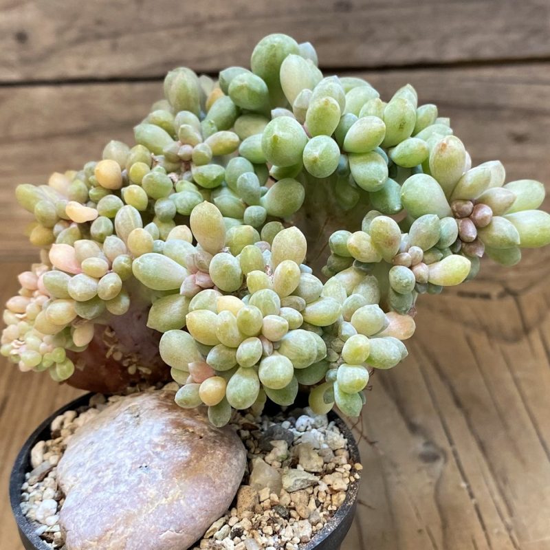SH28176 Pachyveria ‘Clavifolia’ f. cristata