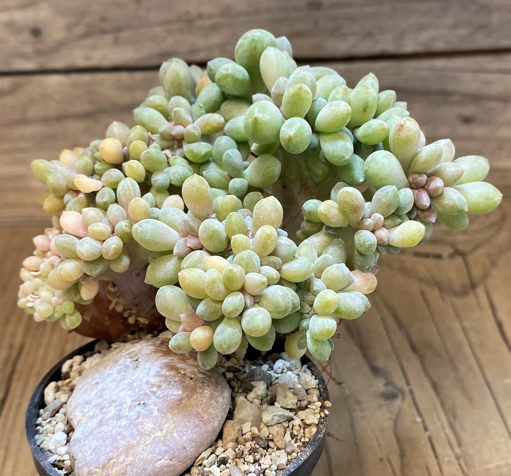 SH28176 Pachyveria ‘Clavifolia’ f. cristata