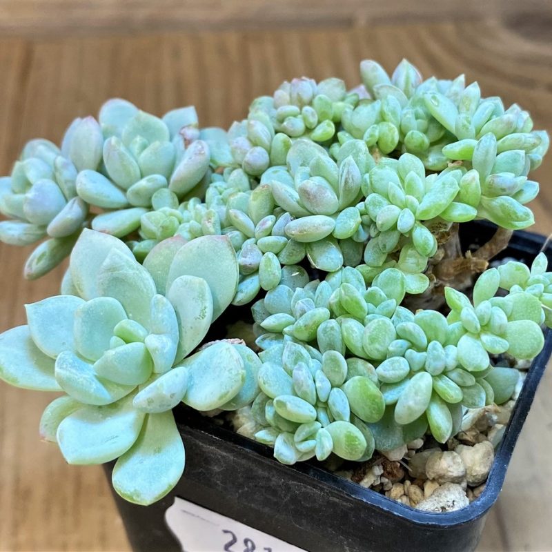 SH28177 Sedum f. cristata