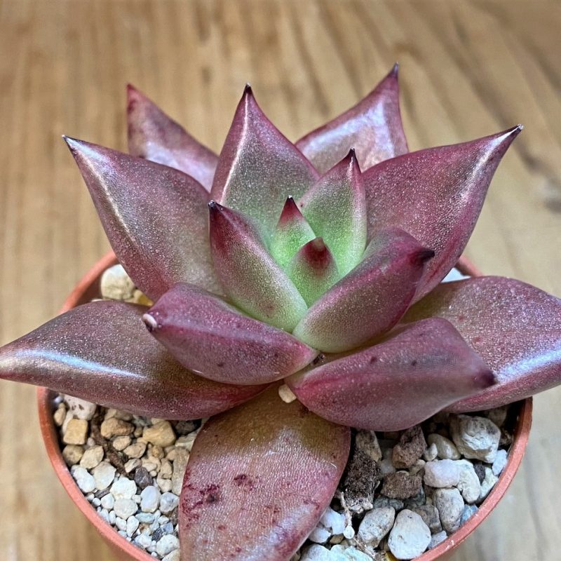 SH28180 Echeveria agavoides 'Romeo'