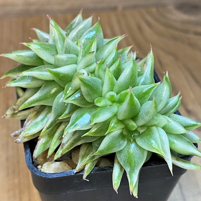 SH28181 Echeveria agavoides variegata f. cristata