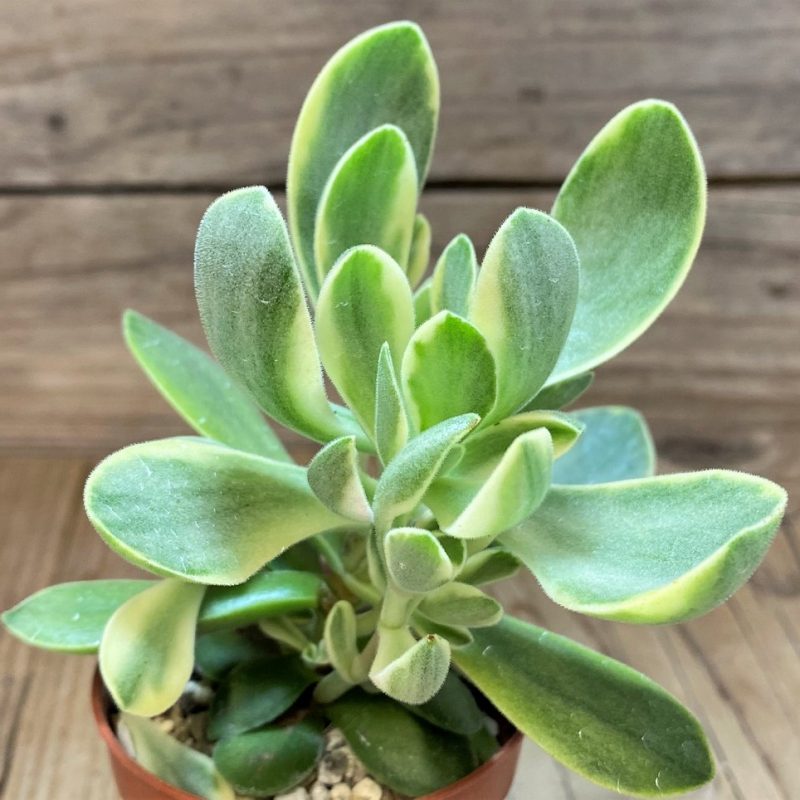 SH28131 Crassula 'Rusby' f. variegata
