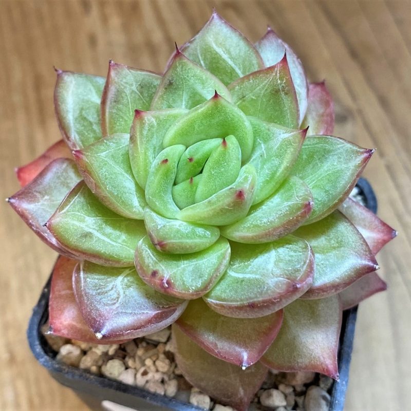 SH28182 Echeveria ‘Champagne’