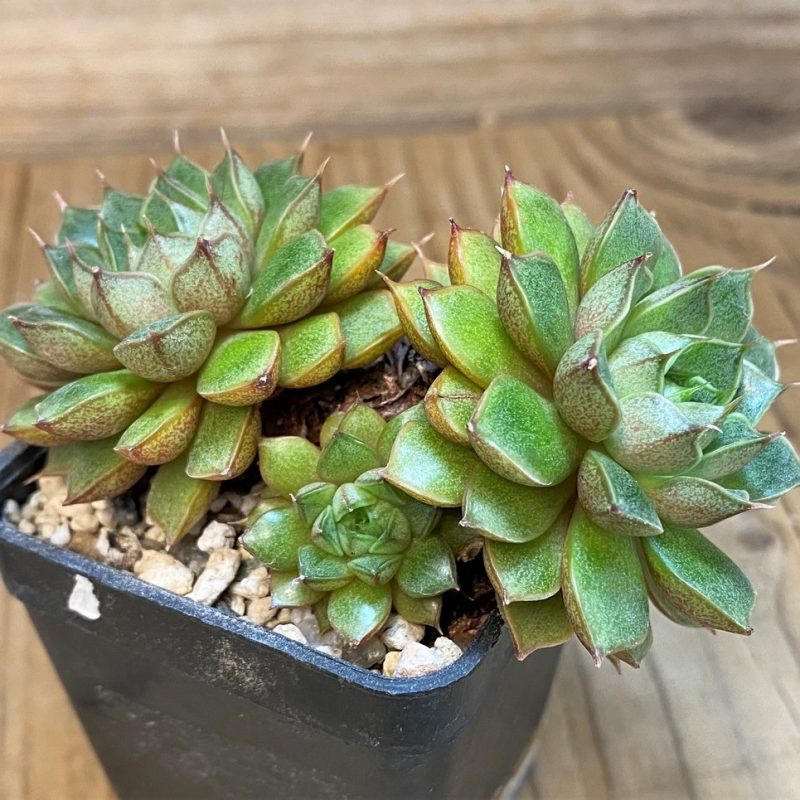 SH28183 Echeveria purpusorum hybrid