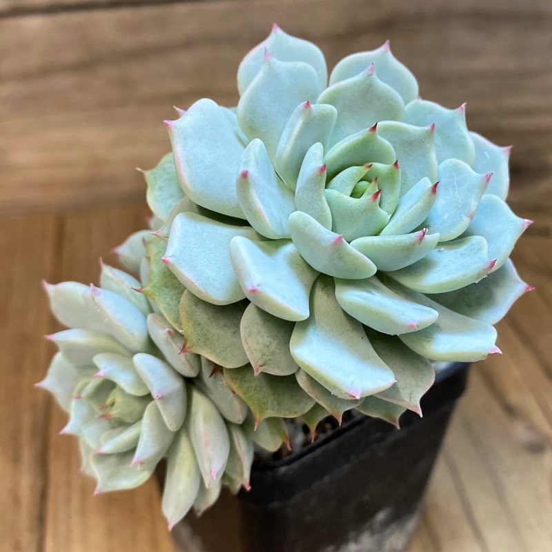 SH28184 Echeveria ‘Beatrice’