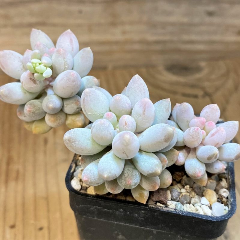 SH28185 Pachythytum 'Baby Finger'