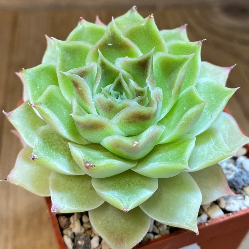 SH28186 Echeveria hybrid