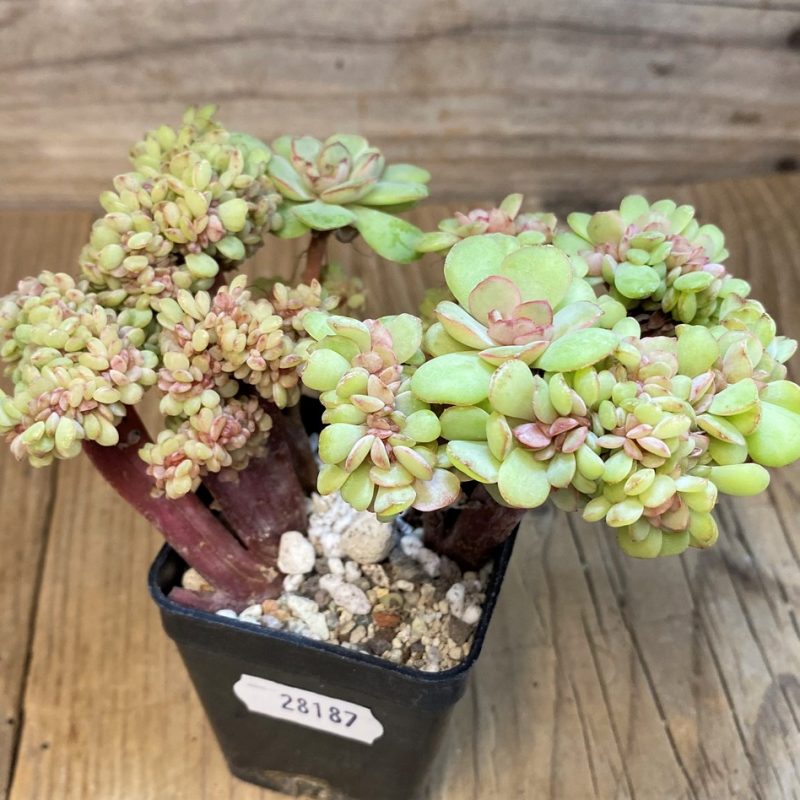 SH28187 Echeveria 'Bryan Rose' f. cristata