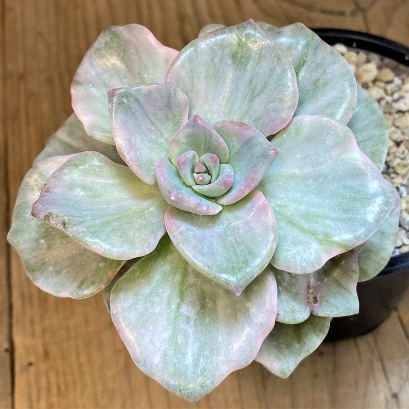SH28188 Graptoveria ‘Mrs Richards’ f. variegata