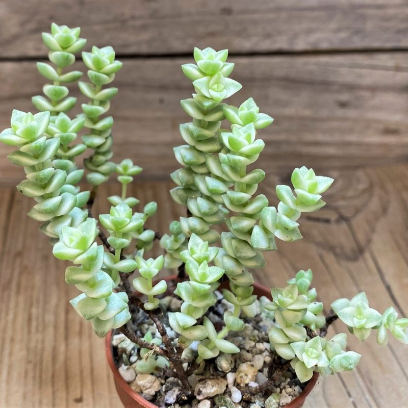 SH28132 Crassula marnieriana ‘Tom Thumb’ f. variegata